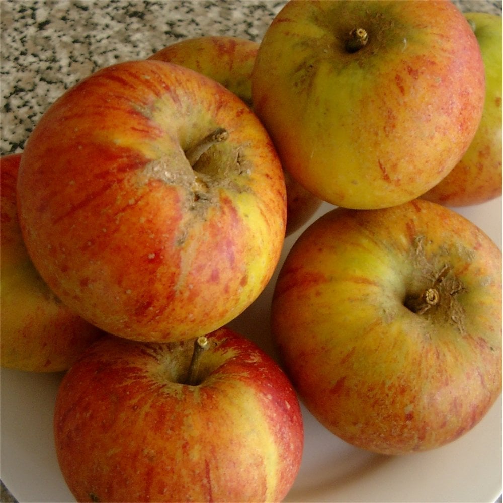 Cox's Orange Pippin apples