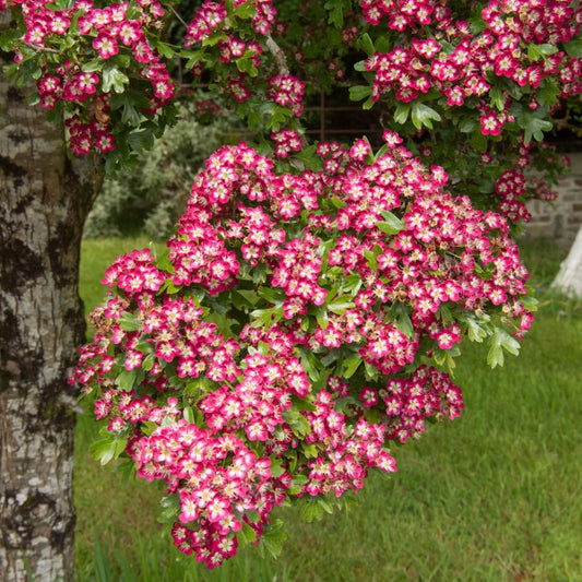 Crataegus laevigata 'Crimson Cloud' flowers