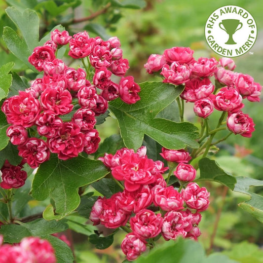 Crataegus laevigata 'Paul’s Scarlet' Hawthorn tree