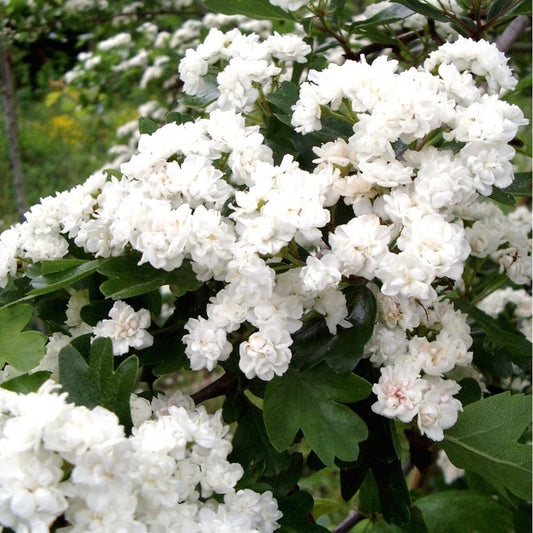 Crataegus laevigata 'Plena' Hawthorn tree