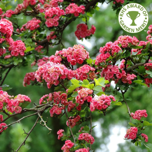 Crataegus laevigata 'Rosea Flore Pleno' Hawthorn