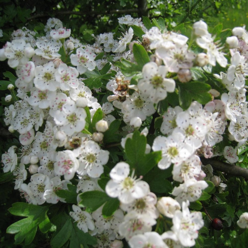 Crataegus monogyna flowers