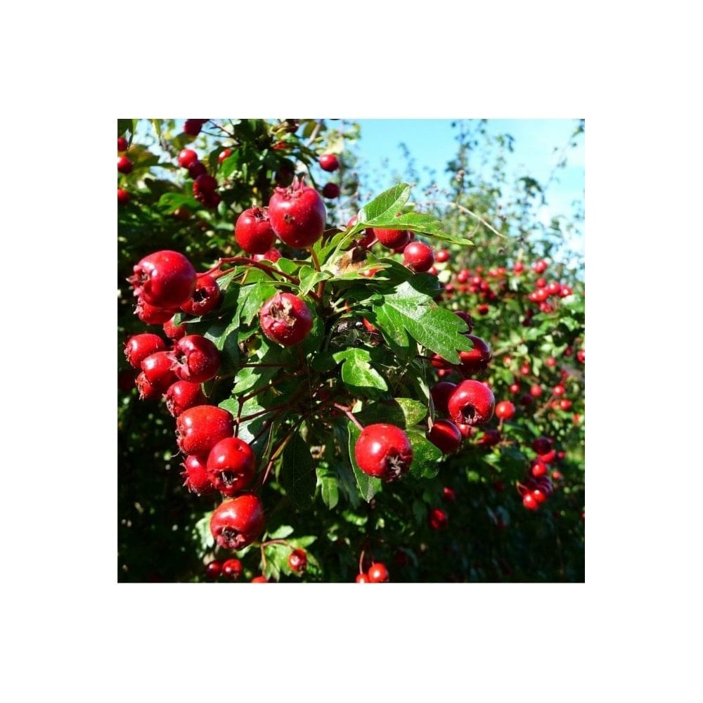 Crataegus monogyna Hawthorn berries