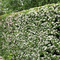 Hawthorn hedging