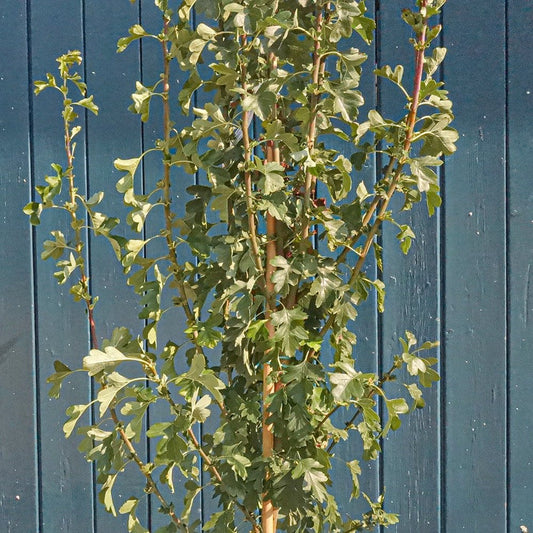 Crataegus monogyna 'Stricta' Hawthorn