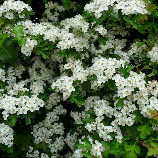 Crataegus monogyna Hawthorn tree