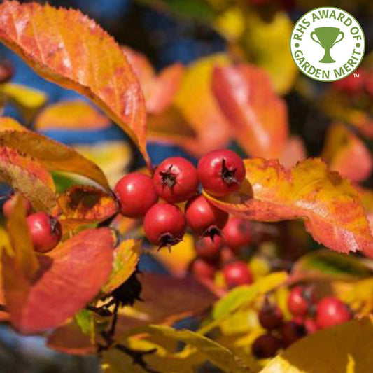 Crataegus persimilis 'Prunifolia' Hawthorn tree