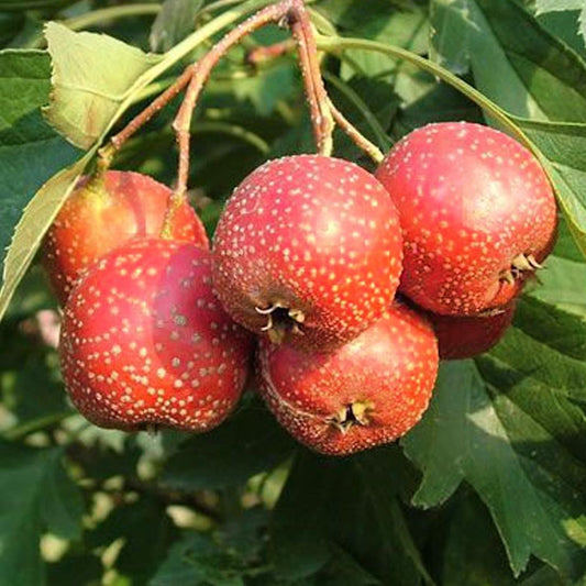 Crataegus pinnatifida var major 'Big Golden Star' Hawthorn