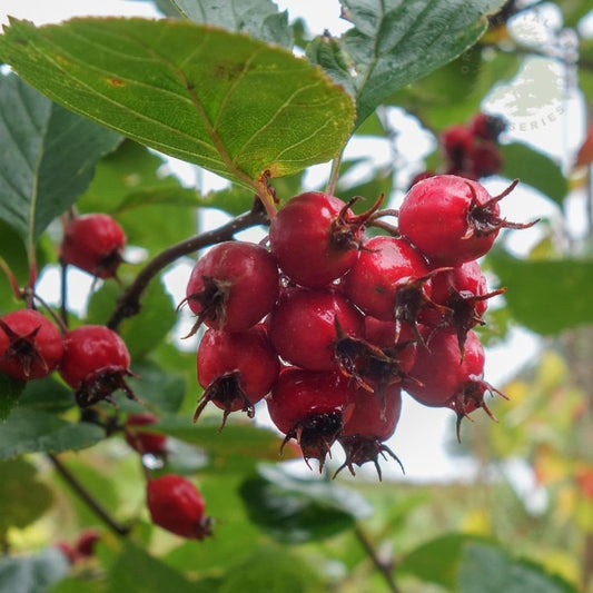 Hawthorn berries on Crataegus prunifolia 'Splendens'