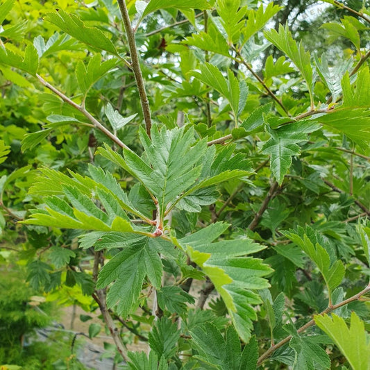 Crataegus viridis Winter King foliage