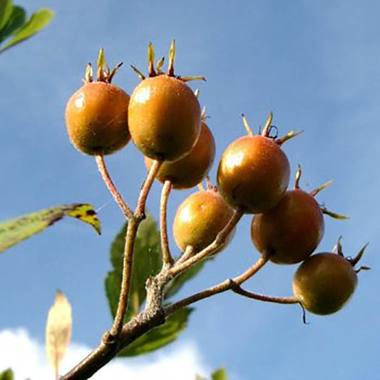 Crataegus x lavalleei Cockspur Thorn