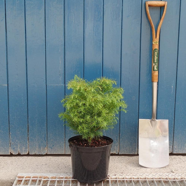 Cryptomeria japonica 'Elegans Compacta'