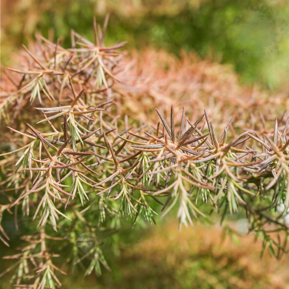 Cryptomeria japonica 'Elegans' tree