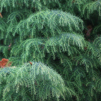 Cryptomeria japonica 'Elegans' Tree