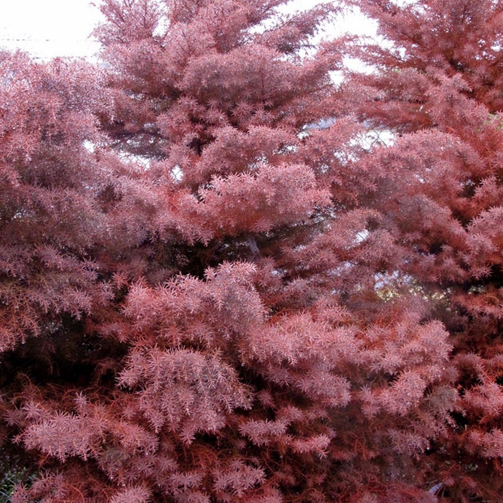 Cryptomeria japonica 'Elegans' Tree