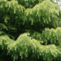 Cryptomeria japonica 'Elegans' Tree