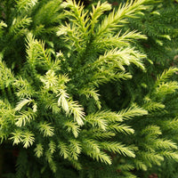 Cryptomeria japonica 'Sekkan-sugi' tree