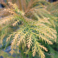 Cryptomeria japonica 'Sekkan-sugi' in autumn/winter