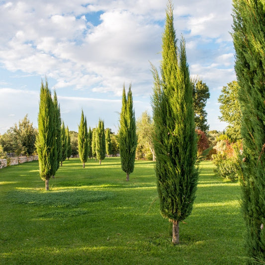 Cupressus sempervirens 'Pyramidalis' Italian Cypress tree