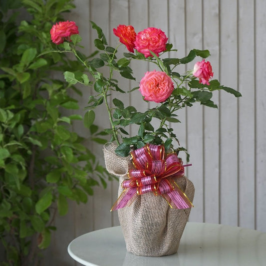 Gift wrapped rose bush