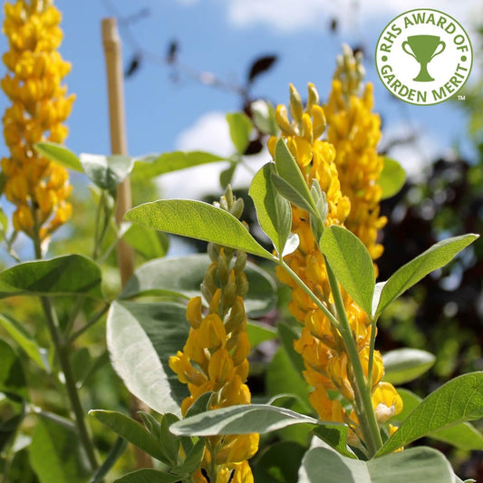 Cytisus battandieri 'Yellow Tail' tree