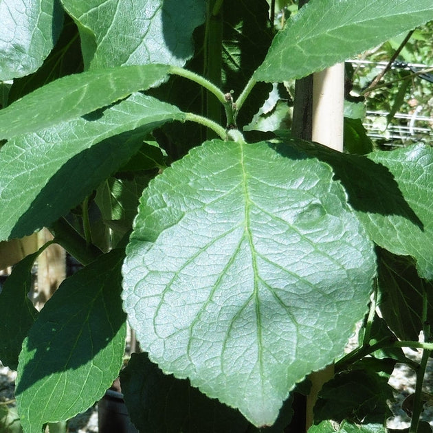 Foliage on Prunus domestica 'Czar' Plum tree