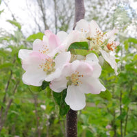 Dabinett Apple blossom