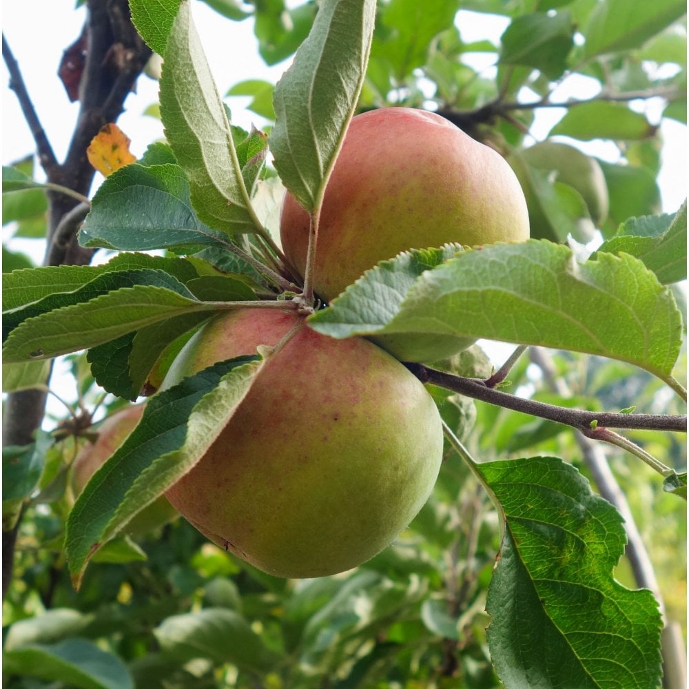 Dabinett cider apple tree