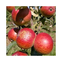 Dabinett cider apples