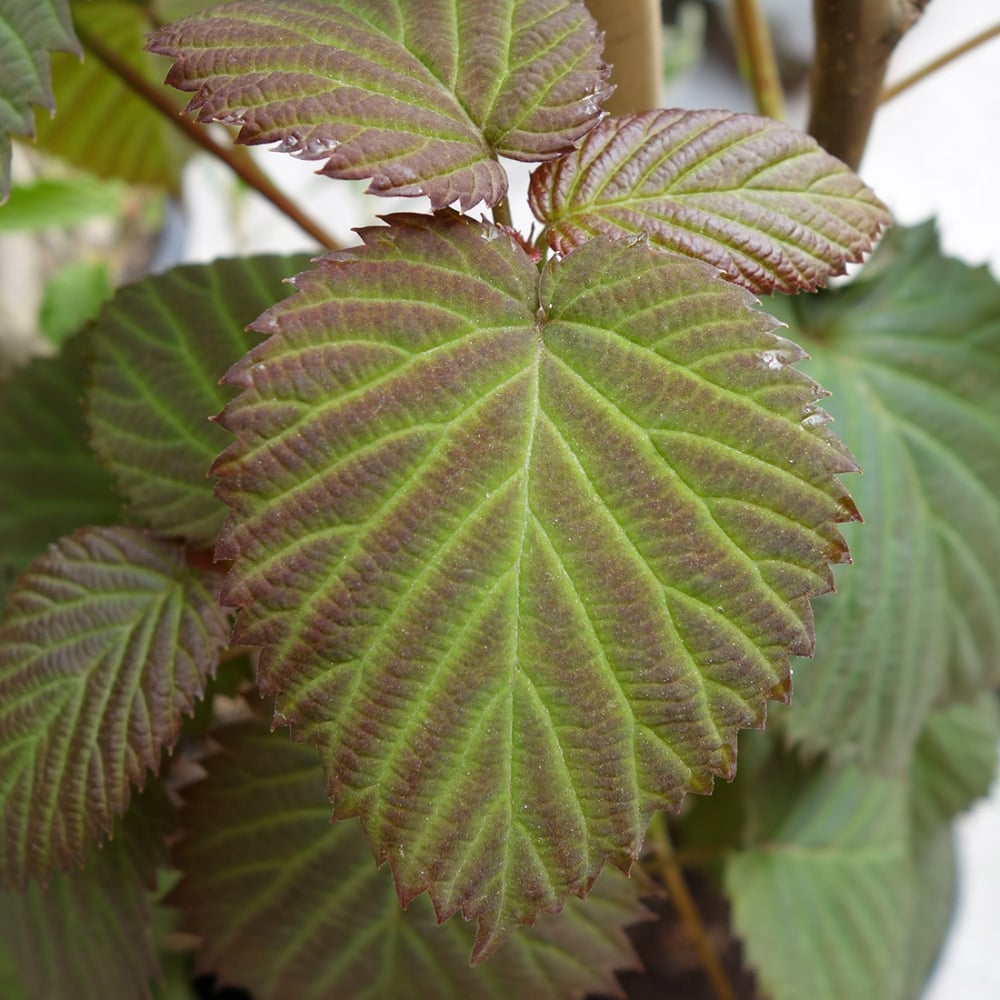 Davidia involucrata Vilmoriniana foliage