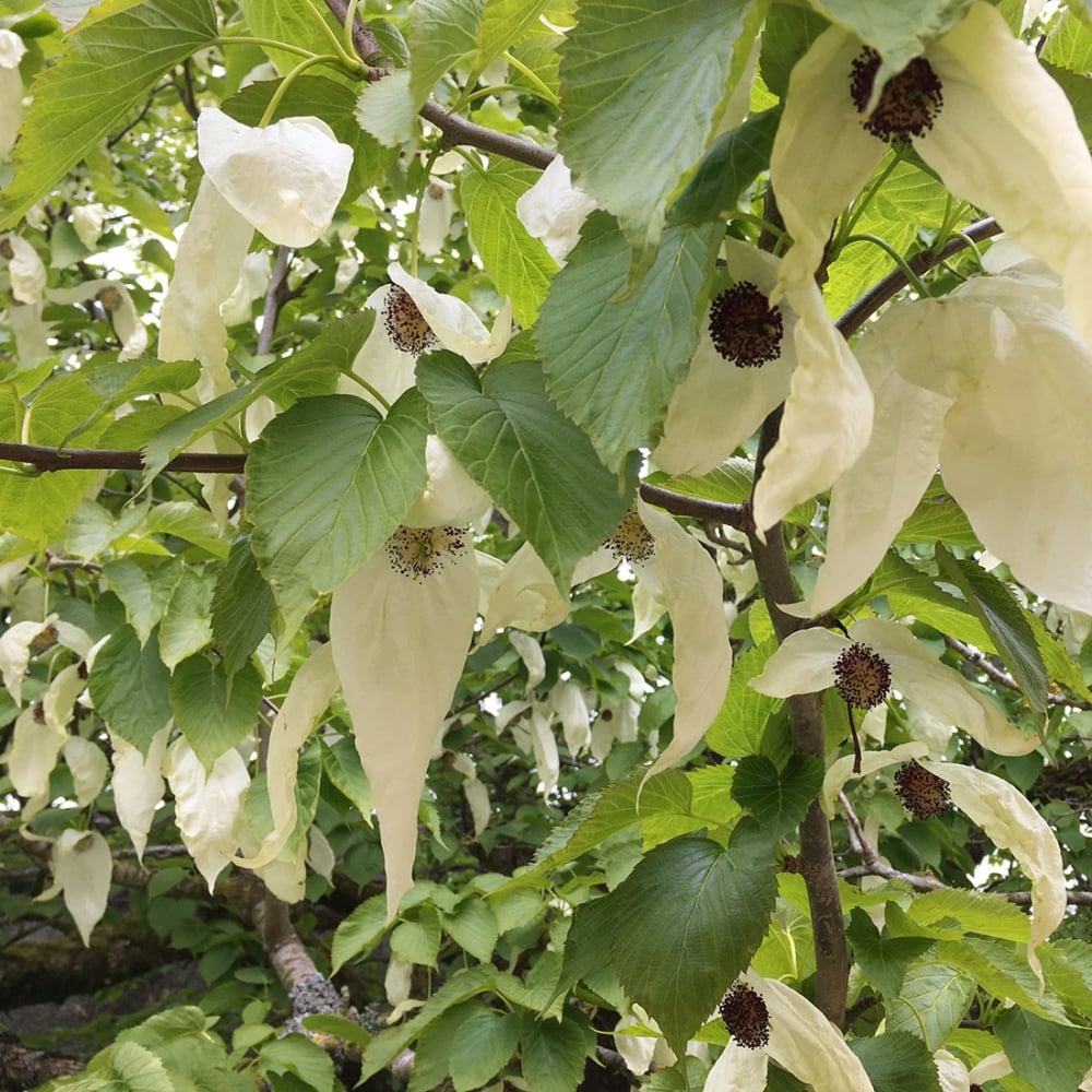 Handkerchief like flowers on Davidia Vilmoriniana