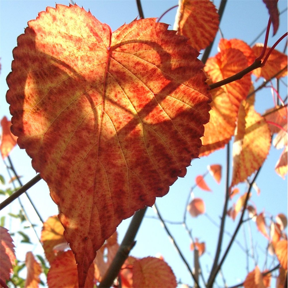 Davidia involucrata Vilmoriniana autumn foliage