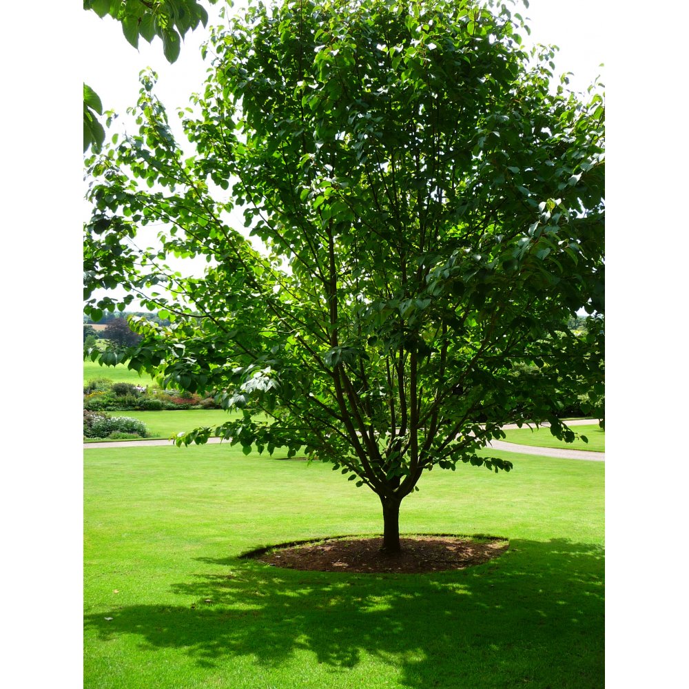 Mature Davidia Handkerchief tree