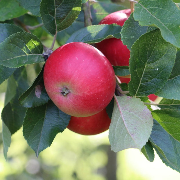 Malus domestica Discovery