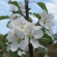 Discovery apple blossom