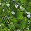 Downy Birch hedging Bundle