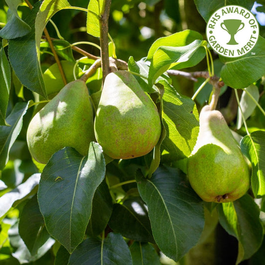 Doyenne Du Comice Pear tree