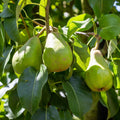 Doyenne Du Comice Pear tree