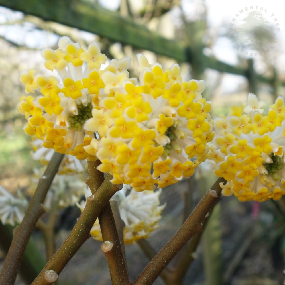 Edgeworthia Chrysantha Grandiflora