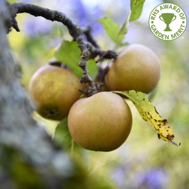 Egremont Russet apple tree