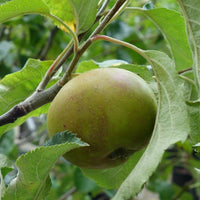 Egremont Russet apple