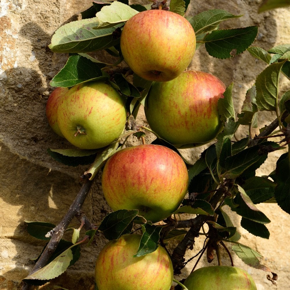 Ellison's Orange apple tree