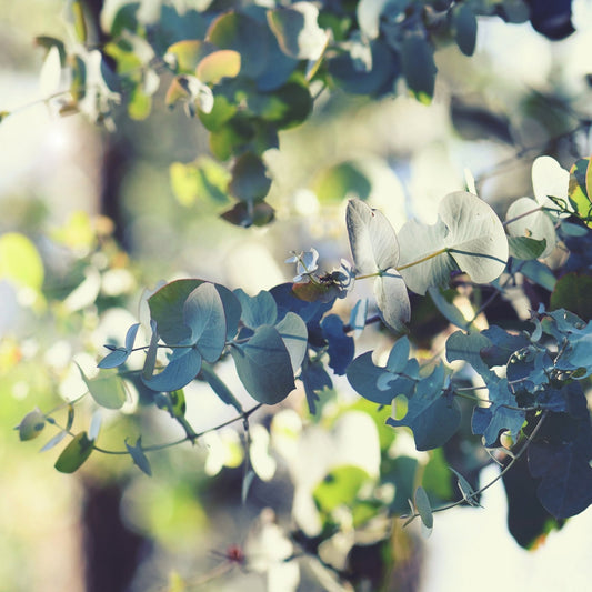 Eucalyptus Cinerea 'Silver Dollar' Tree