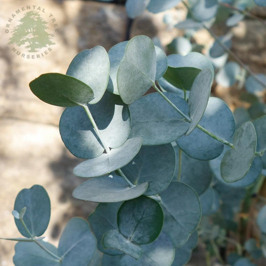 Eucalyptus gunnii Azura