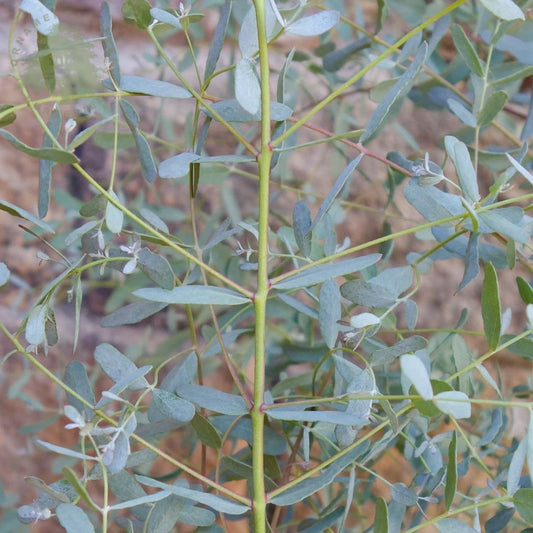 Eucalyptus gunnii France Bleu Tree