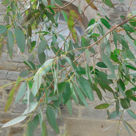 Eucalyptus gunnii Silverana