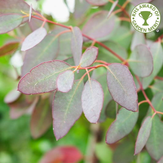 Eucalyptus gunnii Gum tree