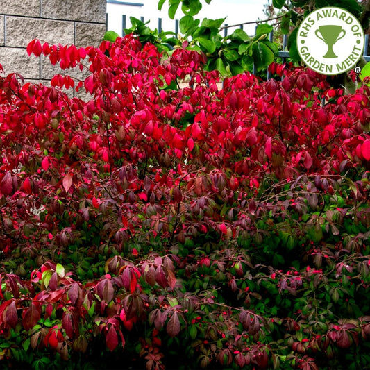 Euonymus alatus 'Compactus' 