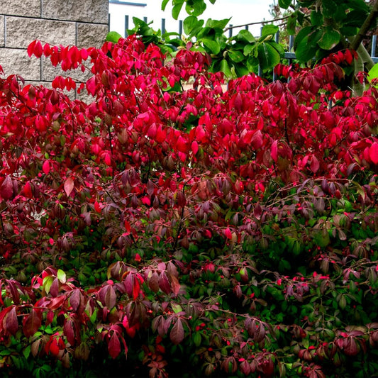 Euonymus alatus 'Compactus' burning bush