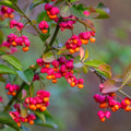 Euonymus europaeus hedging